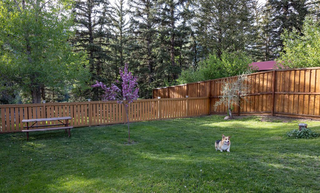 A tri-colored corgi plays in a grassy, fenced-in dog park.